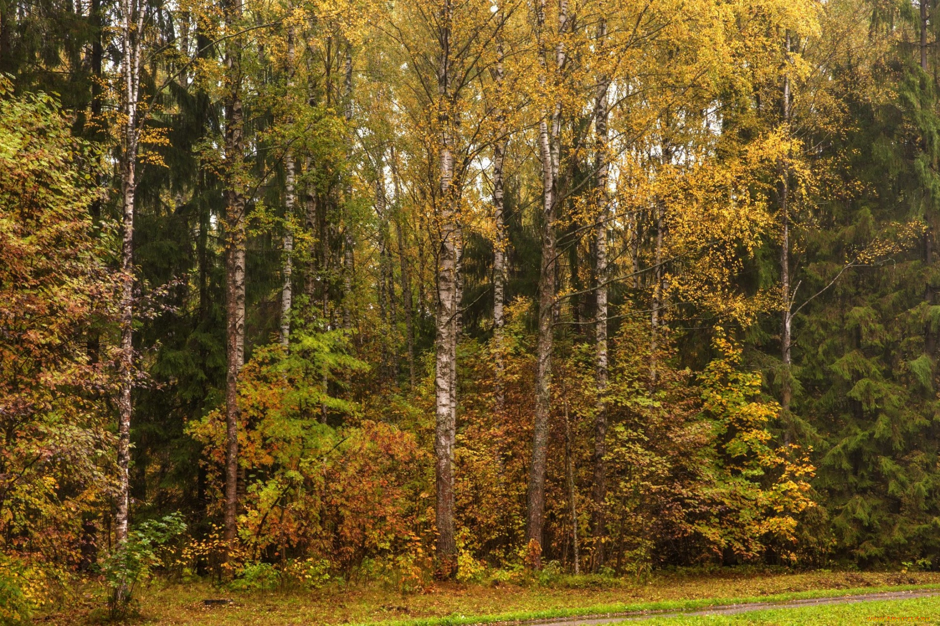 Смешанный лес осенью